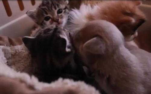 Ein verwaister neugeborener Welpe wird zu einem Wurf Kätzchen gelegt und von der Katzenmutter aufgenommen