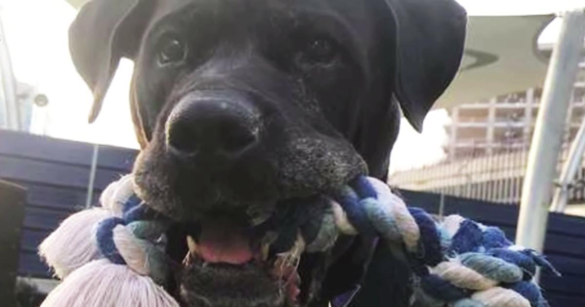 Hund kehrt nach 8 Jahren ins Tierheim zurück und kämpft darum, ein neues Zuhause zu finden