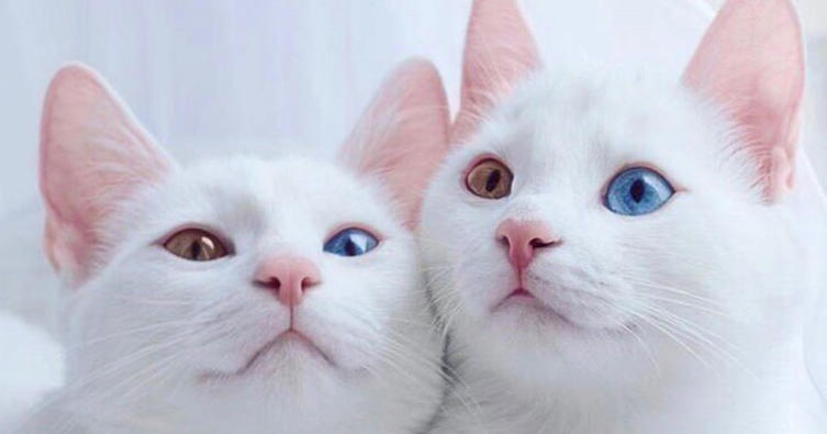 Das sind die 10 süßesten Januar Katzen