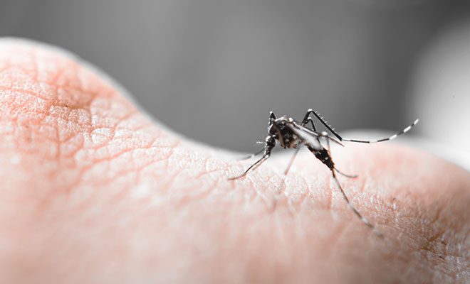 Malaria: Ursachen, Symptome und Behandlung der Tropenkrankheit
