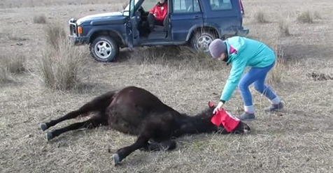 Ein Tierarzt befreite dieses angekettete Pferd und hatte keine Ahnung, dass er das Dankeschön seines Lebens bekommen würde