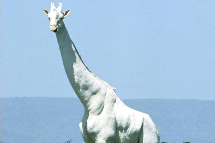 Naturschützer entdecken sehr seltene weiße Giraffen