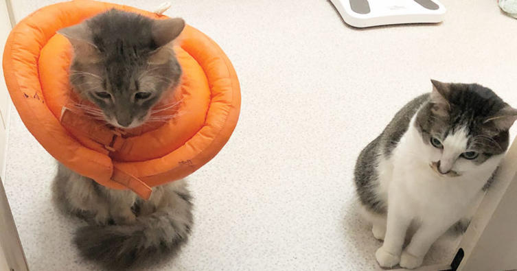 Erste Hilfe leisten – Das können sogar Katzen!