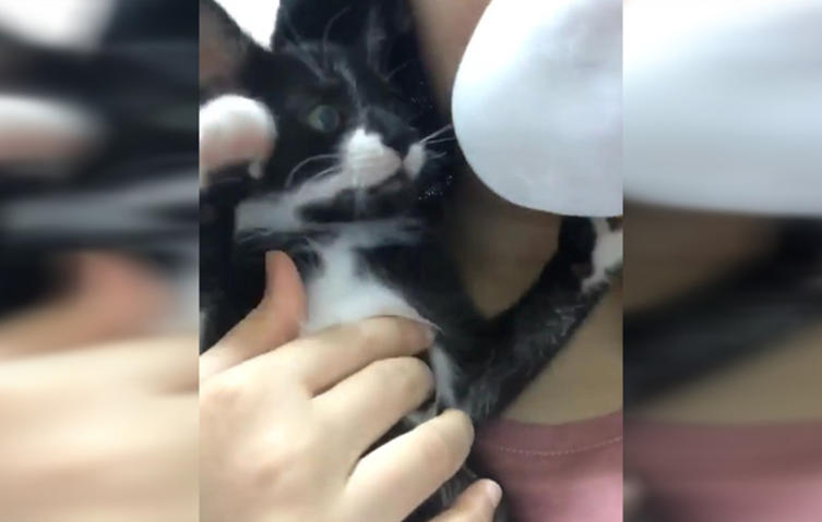 So süß sieht es aus, wenn eine Babykatze mit einem Kaugummi kämpft