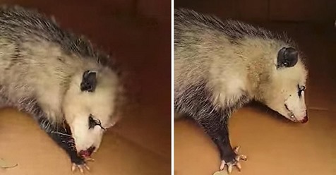 Schwangeres Opossum klammert sich fest an die Menschen, die ihre Babies gerettet haben