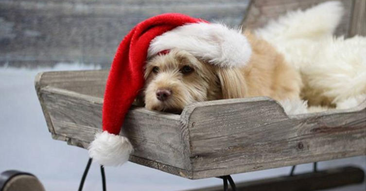 Die 10 schönsten Weihnachtsbilder mit Hund