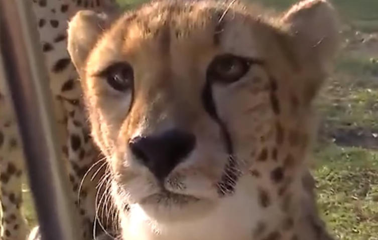 Wusstet ihr, dass Geparden wie “kleine Katzen” miauen können?