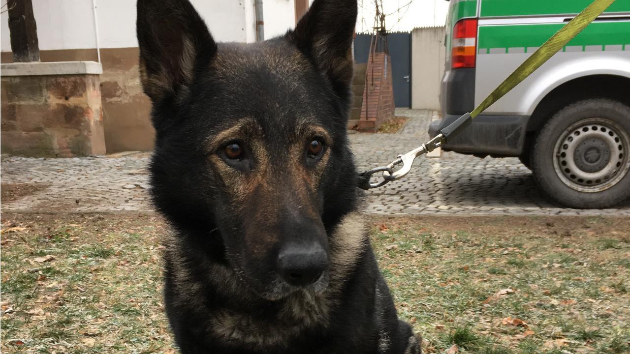 Nürnberg: Kira sei Dank! Blutspende rettet Polizeihund