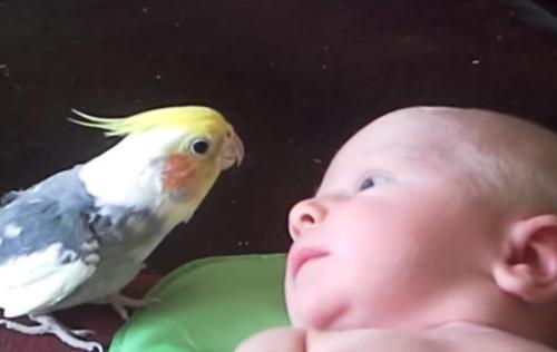 Papagei singt süßes Wiegenlied für neugeborenes Baby. Wunderschön!