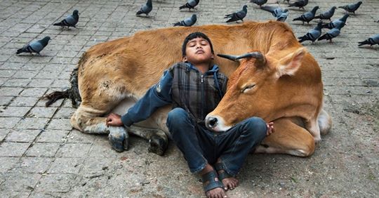 Steve McCurry als Tierfotograf: Wenn die Seele sichtbar wird