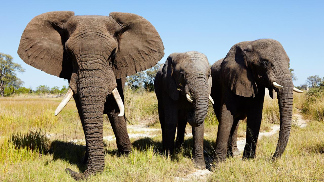 Elefanten Jagd in Botswana bald wieder erlaubt – weil sie die Ernte zertrampeln