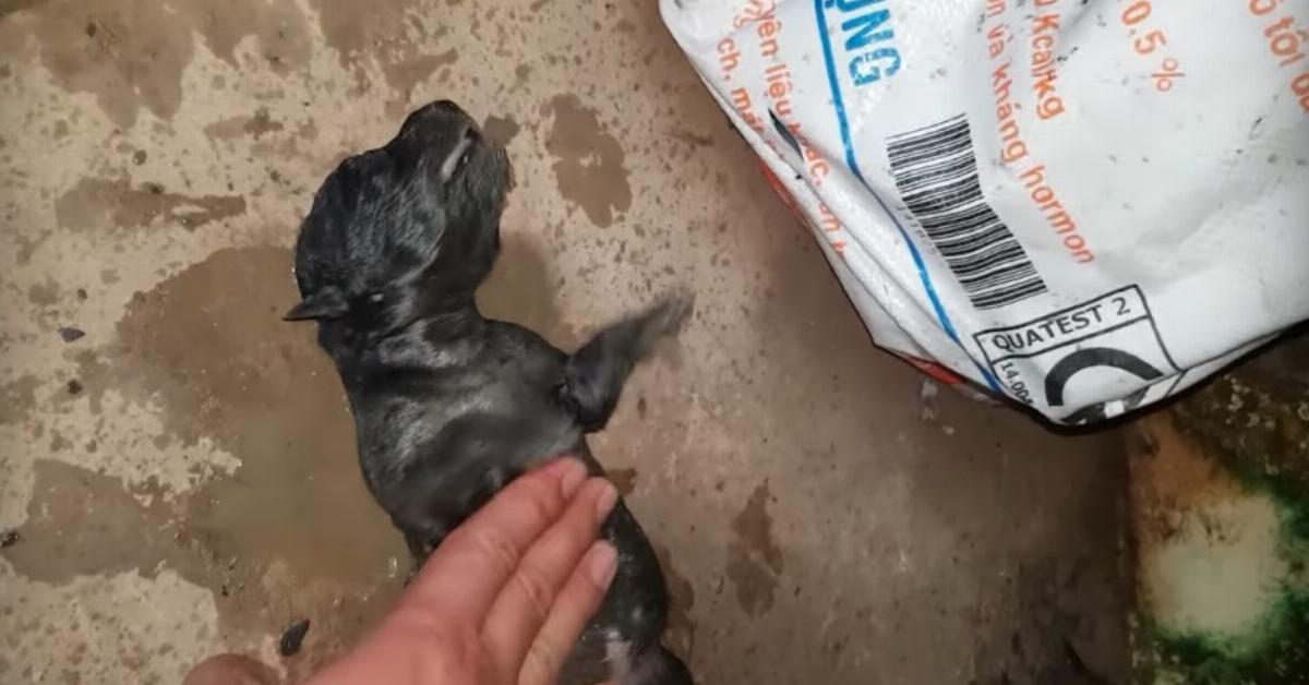 Video: Hunde-Mama rettet Welpen vor dem Ertrinken.