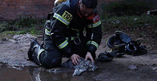 Video geht um die Welt: Heldenhafter Feuerwehrmann kämpft bis zum Schluss um ein Kätzchen