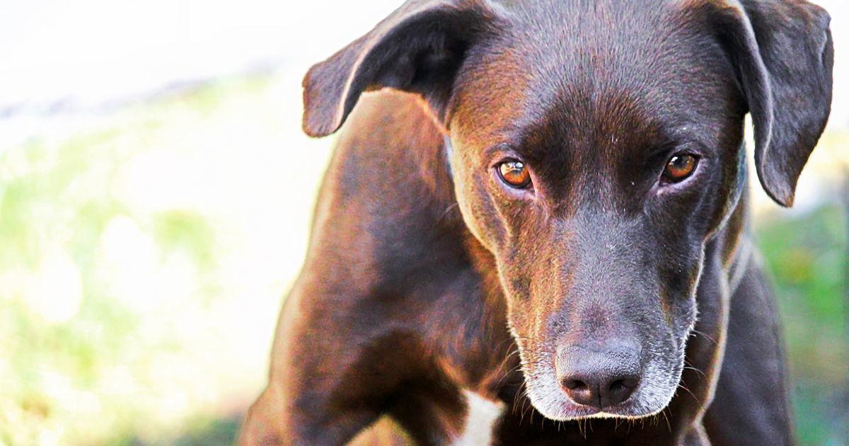 Besitzer wollten in den Urlaub: Wollen ihren Hund für 1 Euro im Internet verkaufen