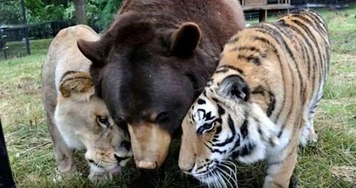 Löwe, Tiger und Bär werden beste Freunde, nachdem sie als Jungtiere gerettet wurden