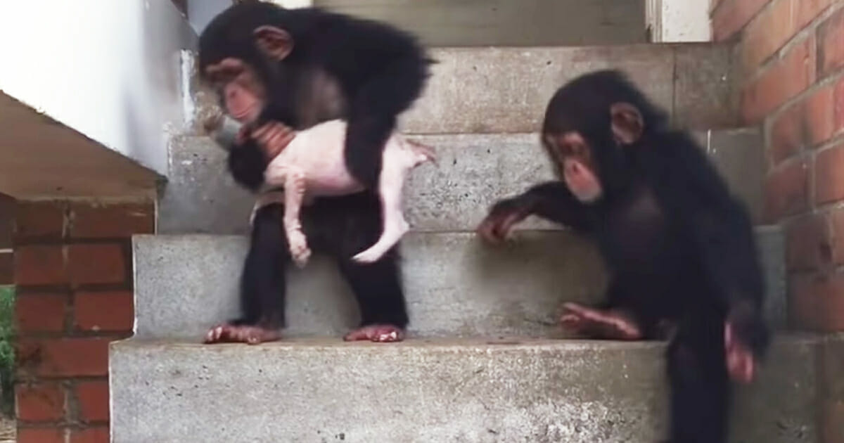 Sterbender Welpe wird von liebevollen Schimpansen zurück ins Leben gebracht