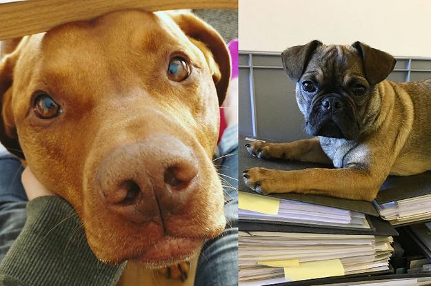 15 der süßesten Bürohunde Deutschlands, sortiert nach cuteness