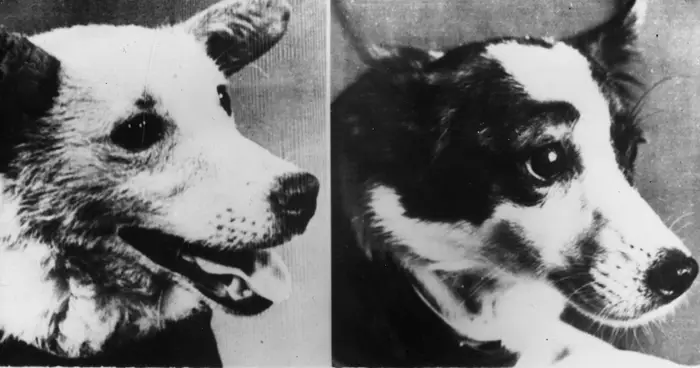 Die unfassbar traurige Geschichte der ersten Hunde im Weltraum wird dir das Herz brechen