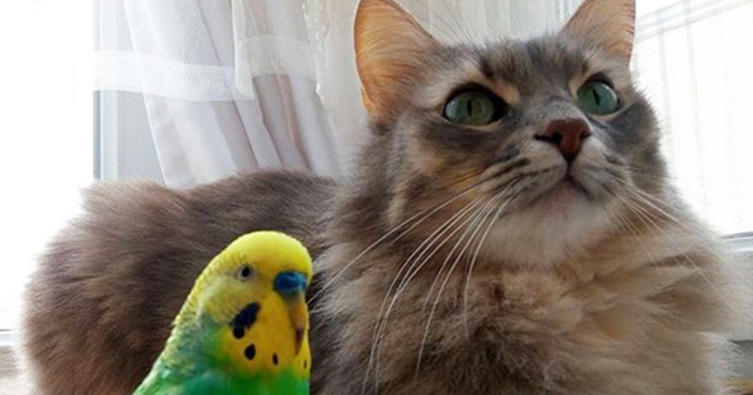 Diese Katzen sind ganz verliebt in bunte Vögel!