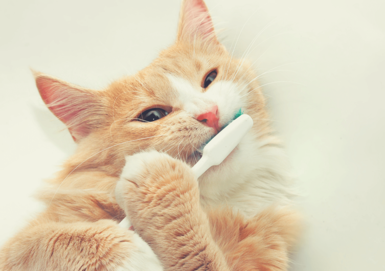 Zahnpflege bei Katzen: Worauf Du achten solltest