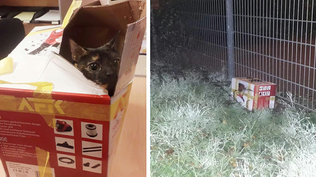Katze in Karton eingesperrt und über Zaun geworfen – Lag stundenlang in der kalten Nacht
