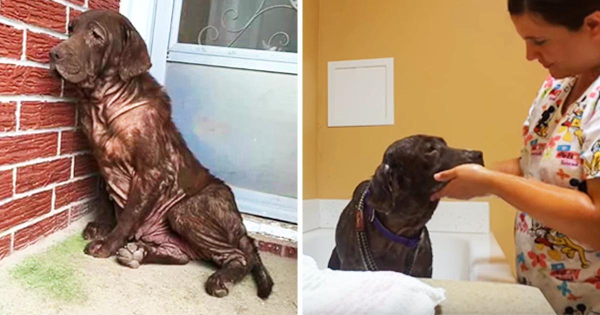 Ein obdachloser Hund hatte noch nie zuvor ein Bad genommen – ihre Reaktion, wie sie zum ersten Mal verwöhnt wird, ist herzerwärmend