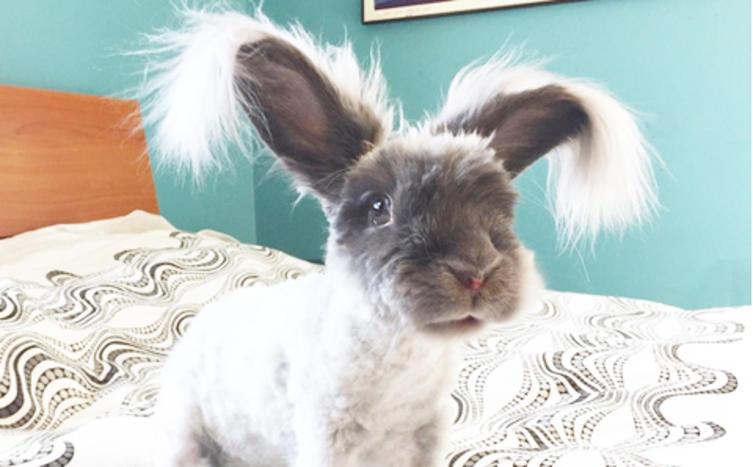 10 Fakten über Kaninchen, die ihr garantiert noch nicht wusstet