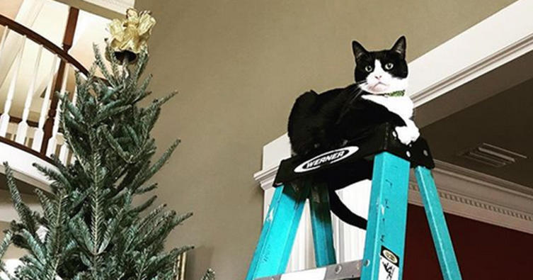Die 10 schönsten Weihnachtsbilder mit Katze
