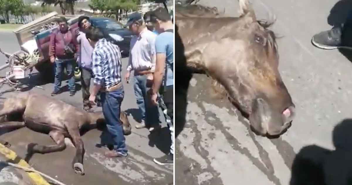 Erschöpftes Pferd bricht mitten auf der Straße zusammen – wurde gezwungen, schweren Karren mit Obst zu ziehen