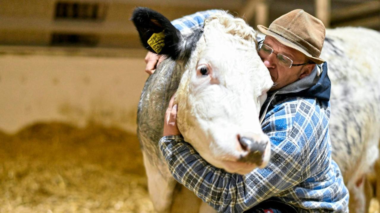 Kuh Kuscheln: In Bottrop kann man Rinder zum Schmusen mieten
