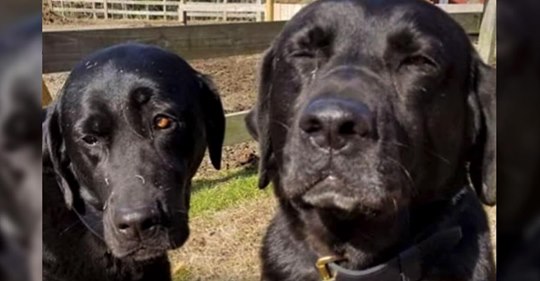  Ein Postbeamter erklärt einer Hundebesitzerin, dass ihre 2 Hunde sein Mittagessen gestohlen haben und erhält im Gegenzug eine Entschuldigung