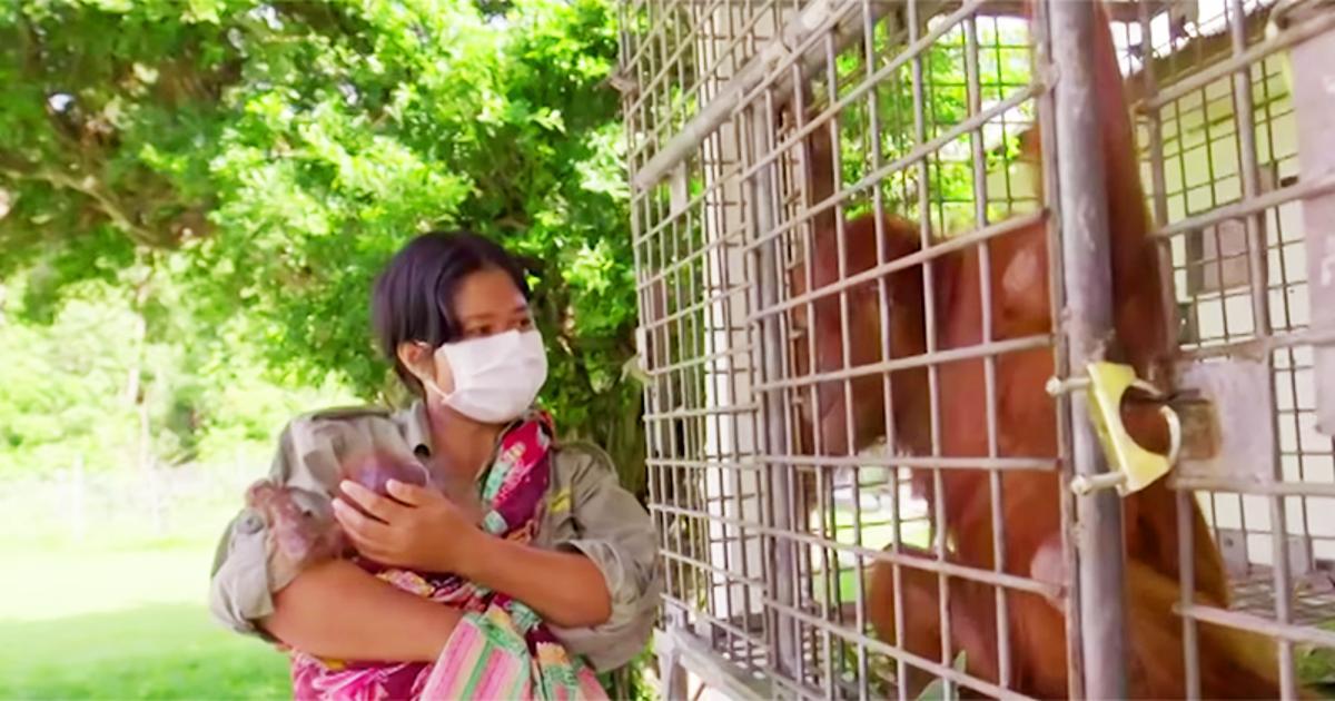 Eine Orang-Utan-Mutter ist am Boden zerstört aufgrund der Trennung von ihrem Baby, aber als sie das Kind mit einem Retter widersieht, verändert sich ihr Gesicht