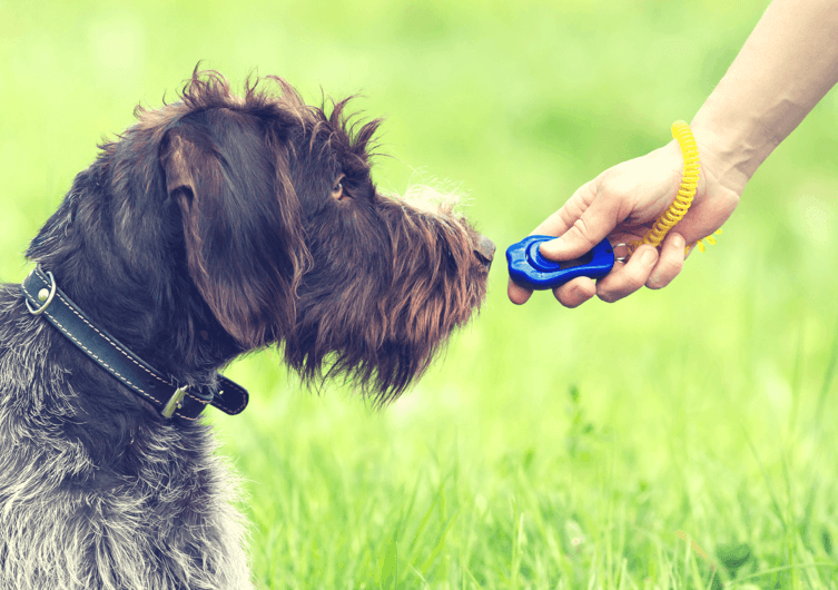 Clickertraining mit dem Hund: Alles Wichtige einfach erklärt