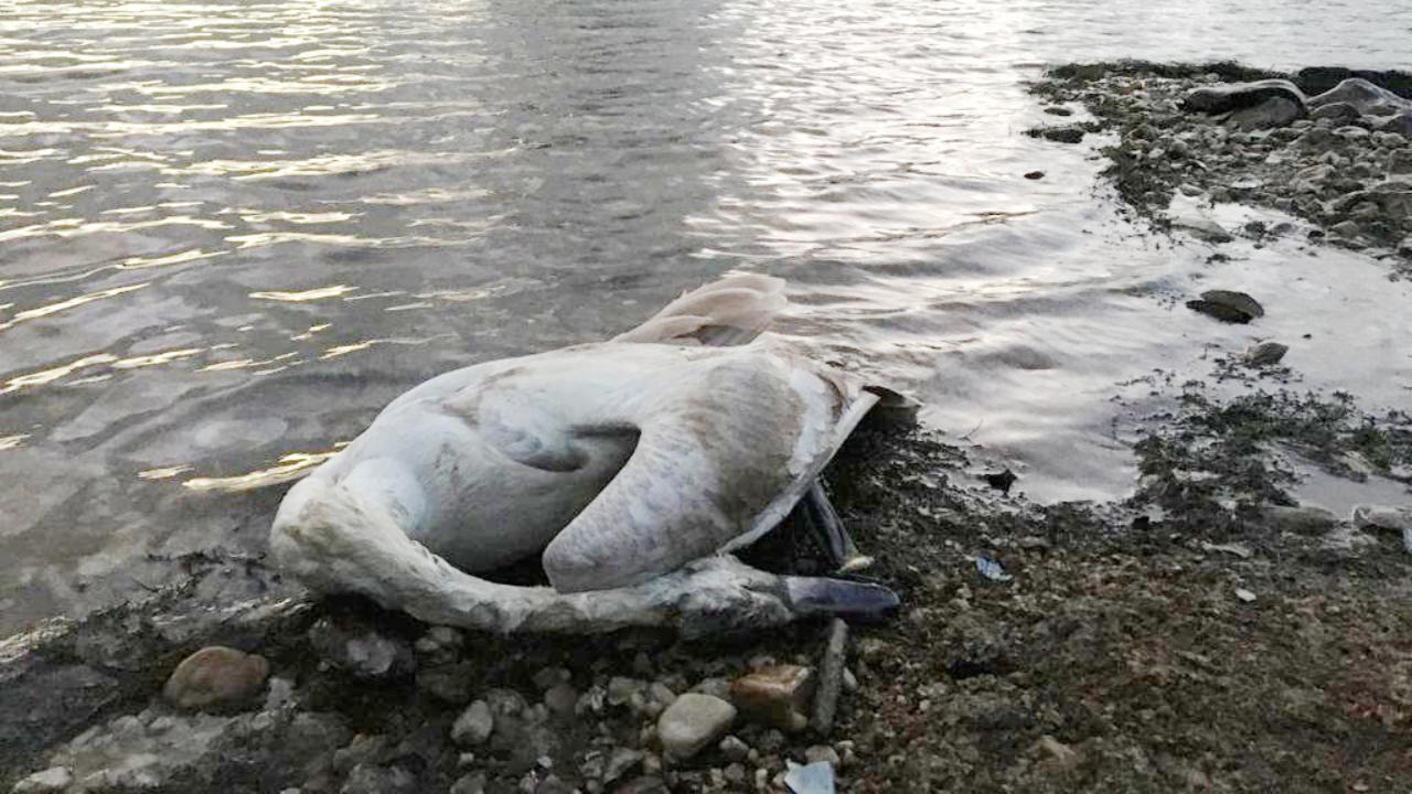 Durch Angelhaken getötet: Schwanentod an See in Mittelsachsen