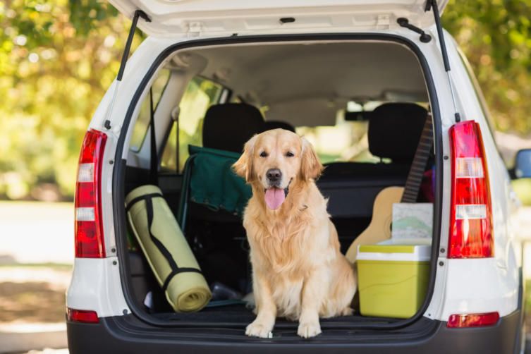 Diese 11 Dinge müssen in die Reiseapotheke für Hunde