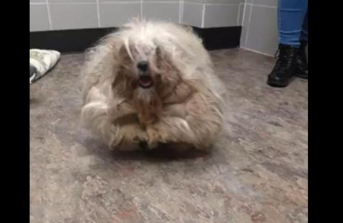 Besitzer bringt Hunde ins Tierheim, um sie einschläfern zu lassen, doch sie entscheiden sich dazu, ihnen ein Makeover zu verpassen