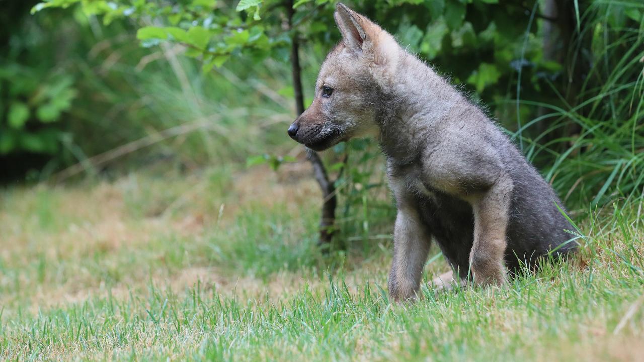 Findel-Raubtier: Wölfchen kann nicht ausgewildert werden – und zieht in Wildpark um