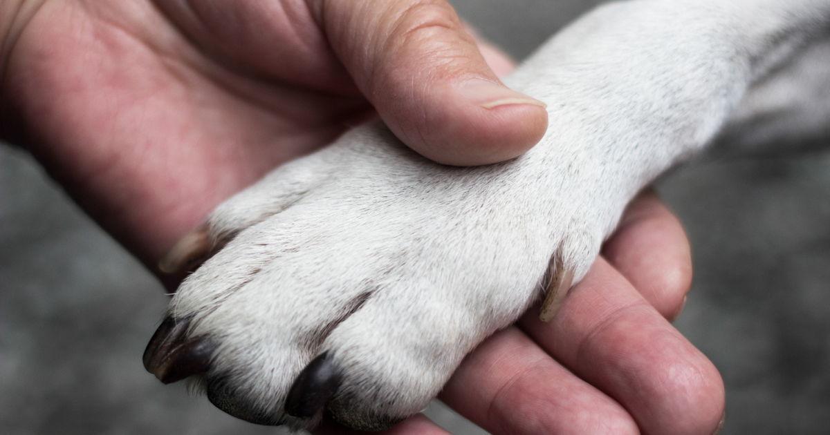 Ein Tierarzt mit gebrochenem Herzen enthüllt, dass Haustiere verängstigt sind und sich im Moment des Sterbens nach ihren Besitzern umsehen
