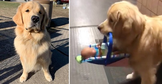 Frecher Golden Retriever: Polizeihund Ben klaut gespendete Spielsachen