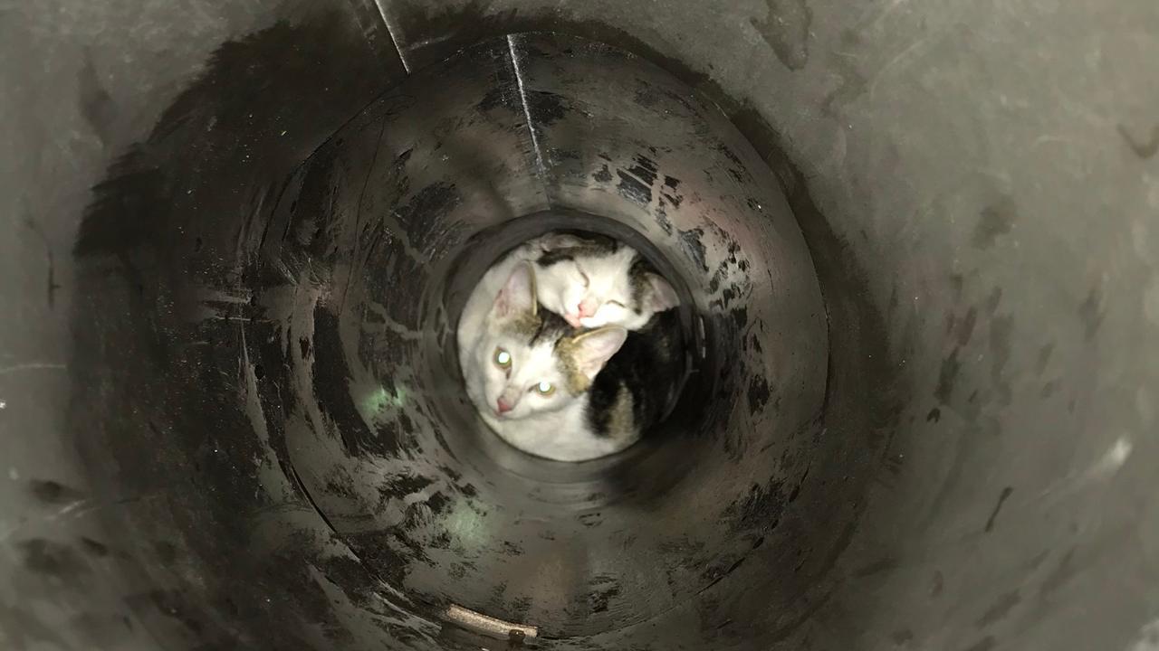 Sie konnten sich kaum bewegen: Katzenbabys stecken in Ofenrohr fest