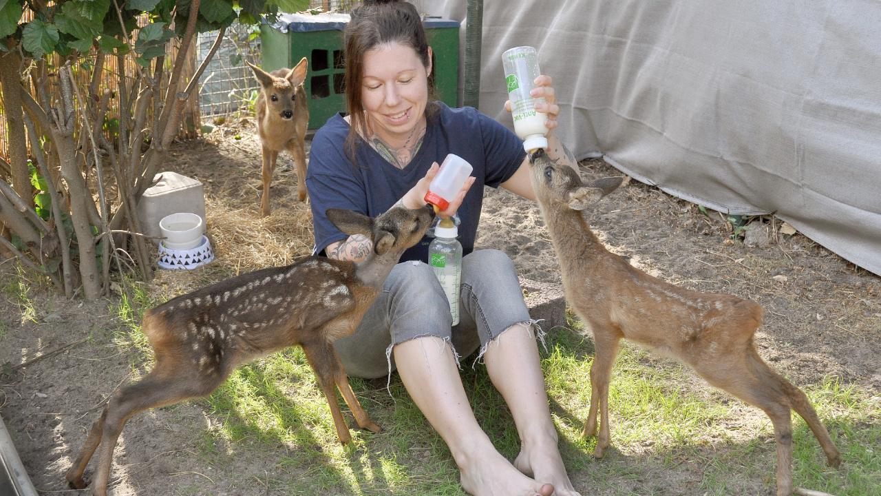 Volle Pulle zu tun: Julia zieht Findel Bambis mit der Flasche groß