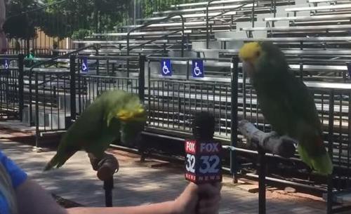 Papageien fangen spielerisch an, ein Lied zu singen, während sie interviewt werden