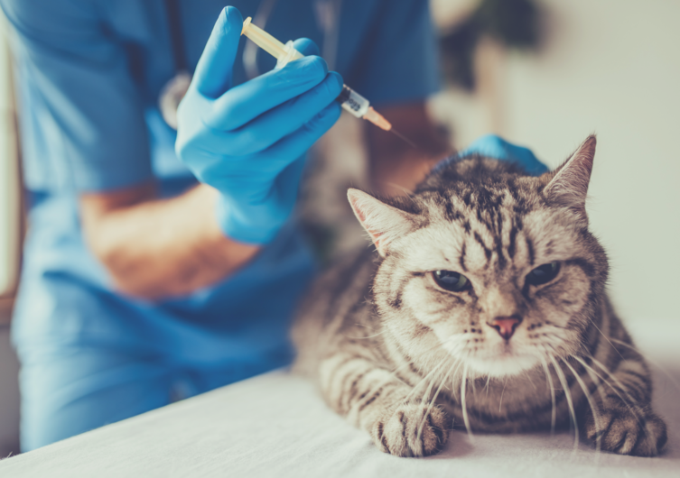 Schutz und Vorsorge für Deine Katze: Impfungen und Wurmkuren