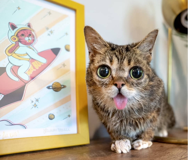 Tierazt nennt verformte Katze Die seltsamste Katze, die er je gesehen hat