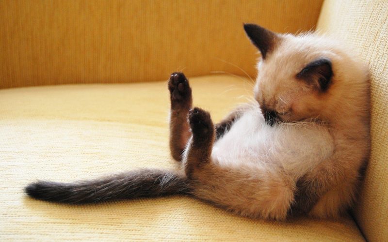20 schlafende Katzen, die dir den Tag versüßen