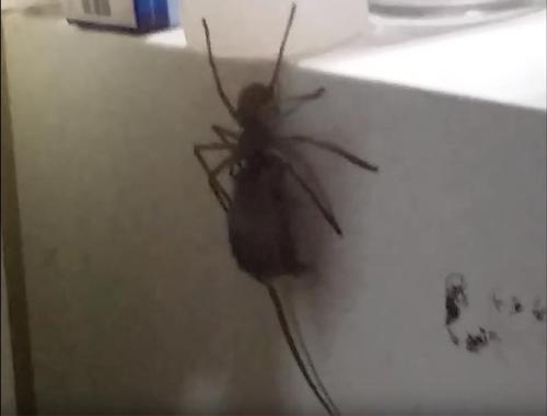 Australier beobachtet eine Spinne, die eine Maus auf seinen Kühlschrank schleppt.