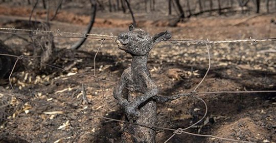Buschfeuer in Australien – Foto von verbranntem Baby Känguru schockiert die Welt