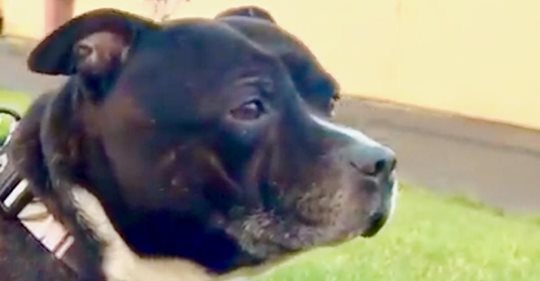 Hund wurde angebunden in der Kirche von Lancashire mit berührender Notiz seines früheren Besitzers gefunden