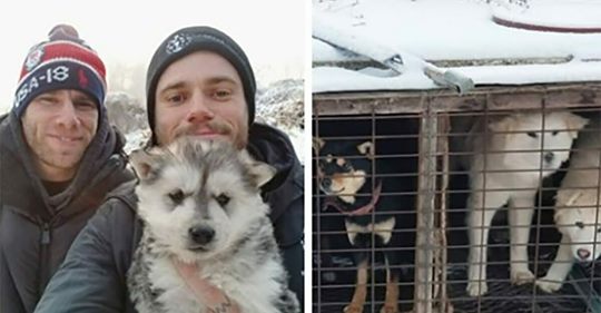 Olympischer Skifahrer rettet 90 Hunde aus südkoreanischer Hundefleisch Farm und hilft bei Schließung
