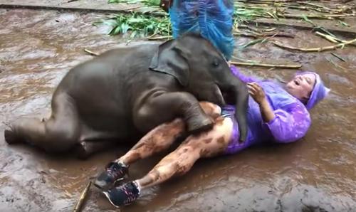 Frau wird in Thailand von einem Baby Elefanten geknuddelt.